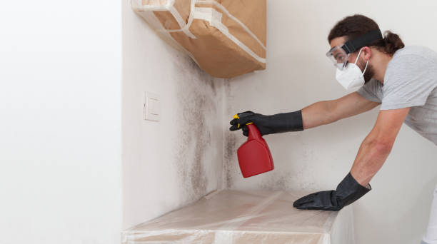 Professional Black Mold Remediation technician working in Wimauma, FL