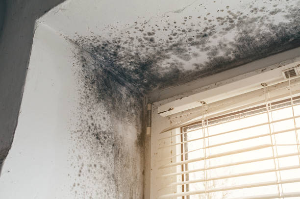 Affordable Black Mold Remediation solutions in Wimauma, FL